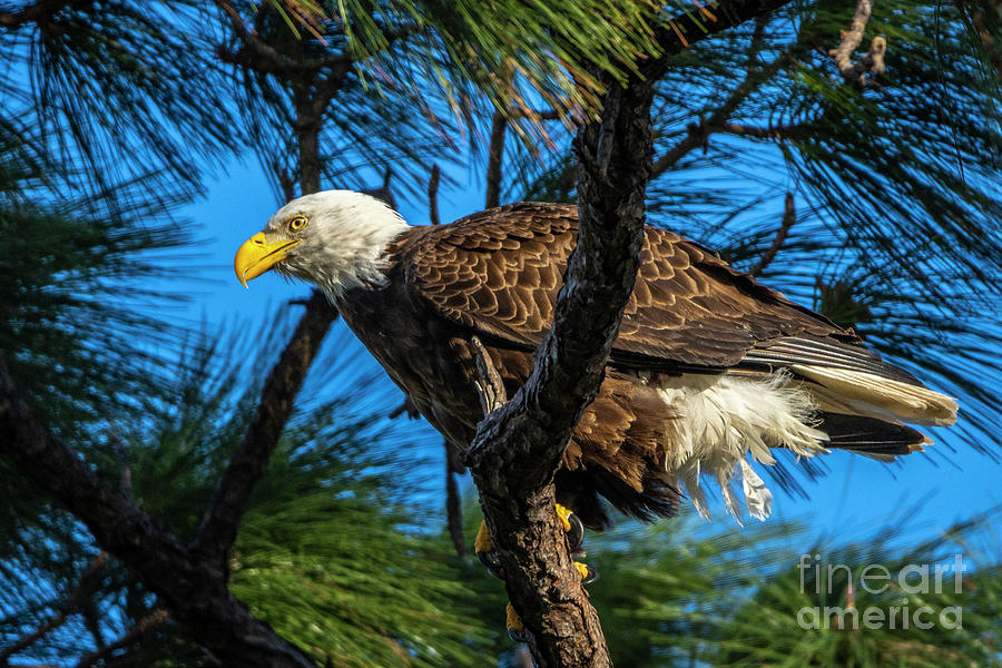 Eagle Perched in Tree Photograph by Tom Claud