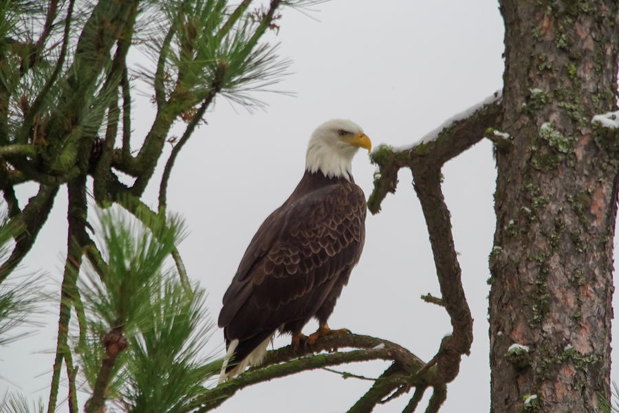 Eagle Perched On Alpine Branch Photograph