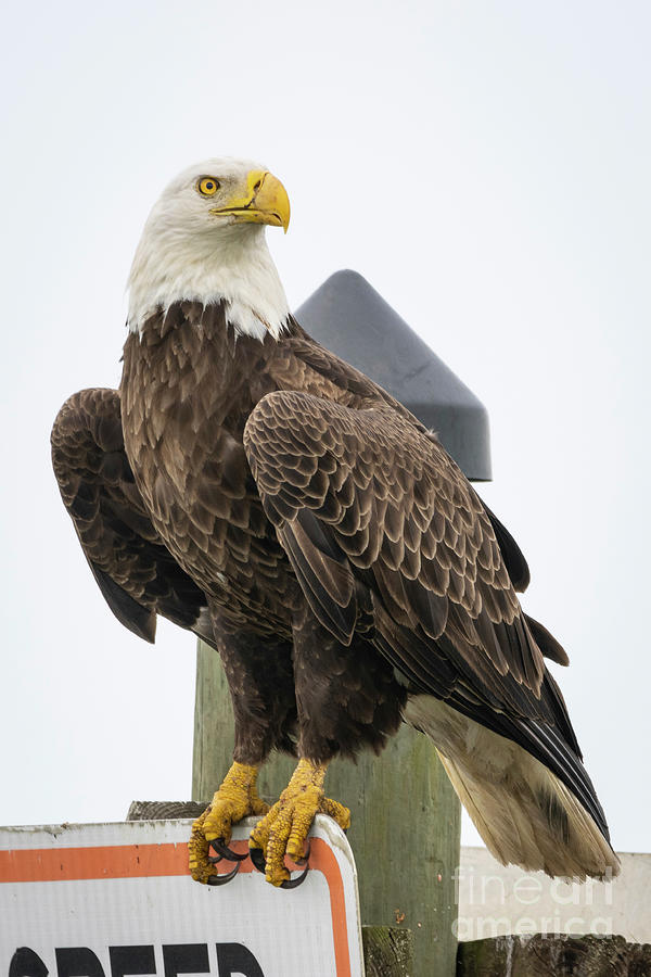 Eagle Perched on Sign Photograph by Tom Claud