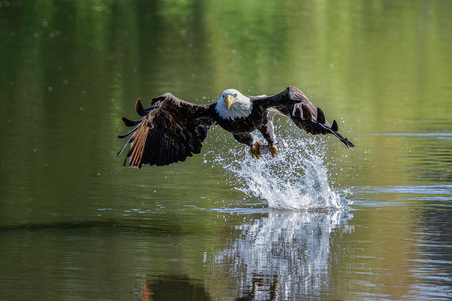 Eagle Photograph - Eagle Pick Up by Wes and Dotty Weber