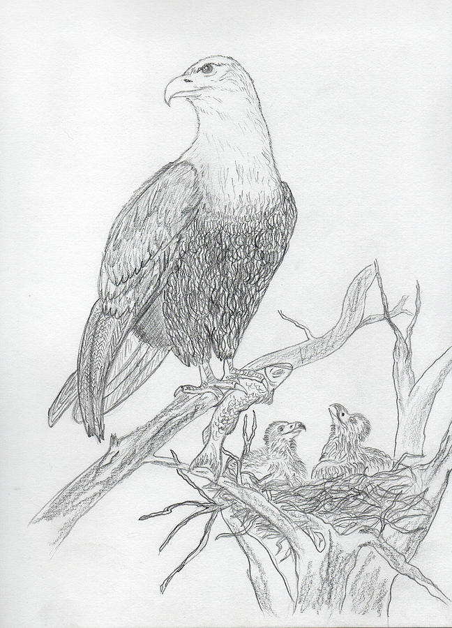Eagle Sketch  What is your  Zindy S D Nielsen  Facebook
