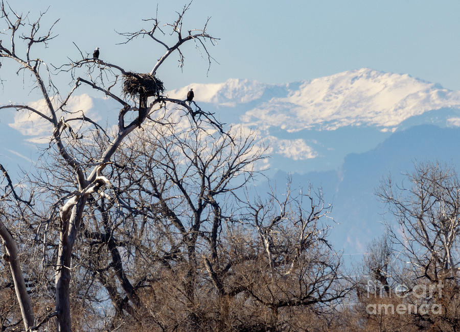 Eagle Population at Barr Lake Photograph by Steven Krull