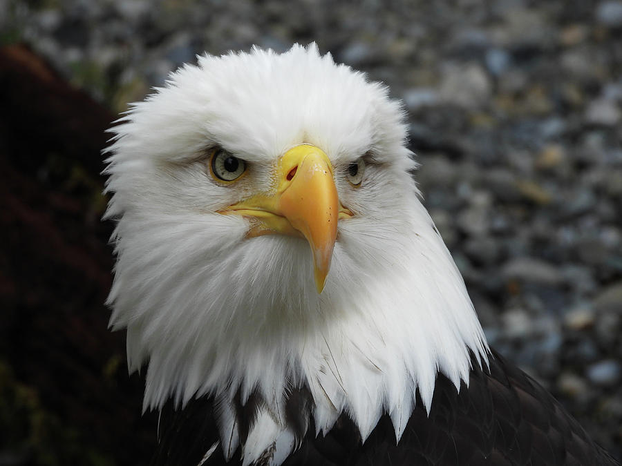 Eagle Portrait 2 Photograph by Jennifer Wheatley Wolf