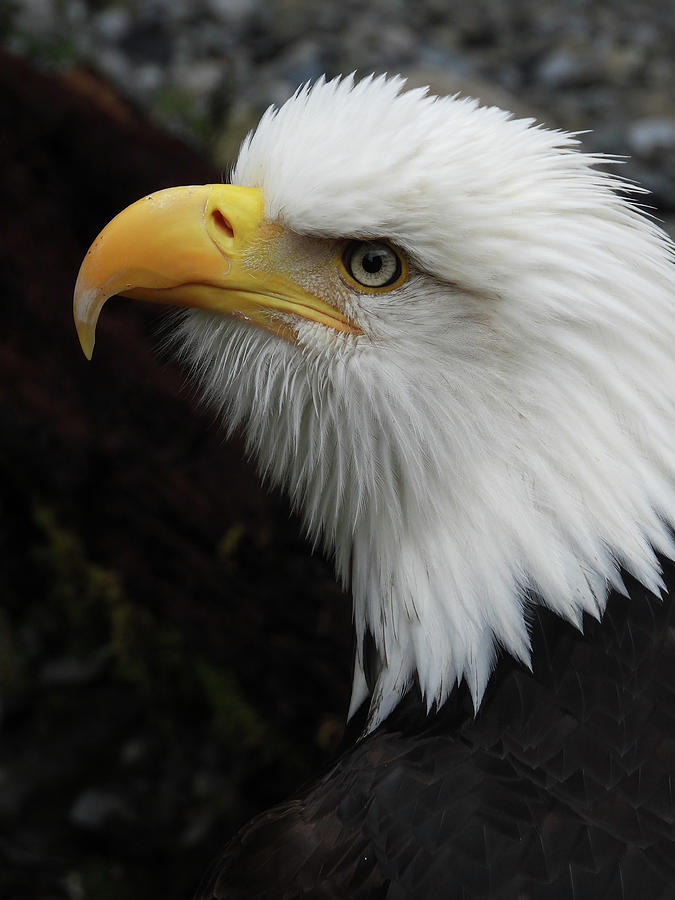 Eagle Portrait 3 Photograph by Jennifer Wheatley Wolf