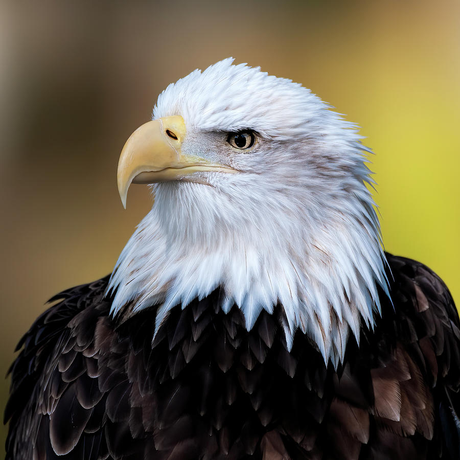 Eagle portrait Photograph by Bill Dodsworth
