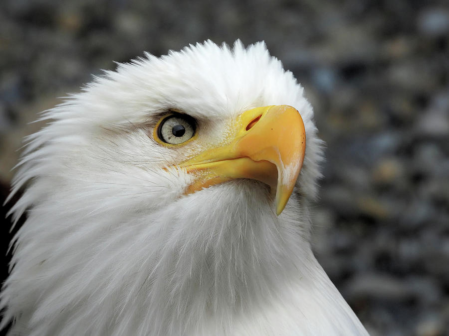 Eagle Portrait Photograph by Jennifer Wheatley Wolf