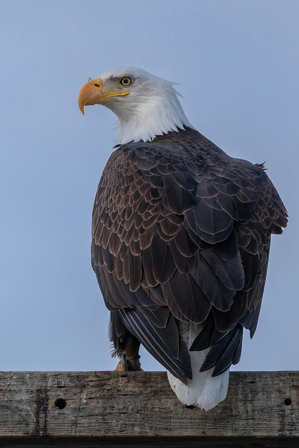 Eagle Portrait Rear Photograph by Randy Robbins