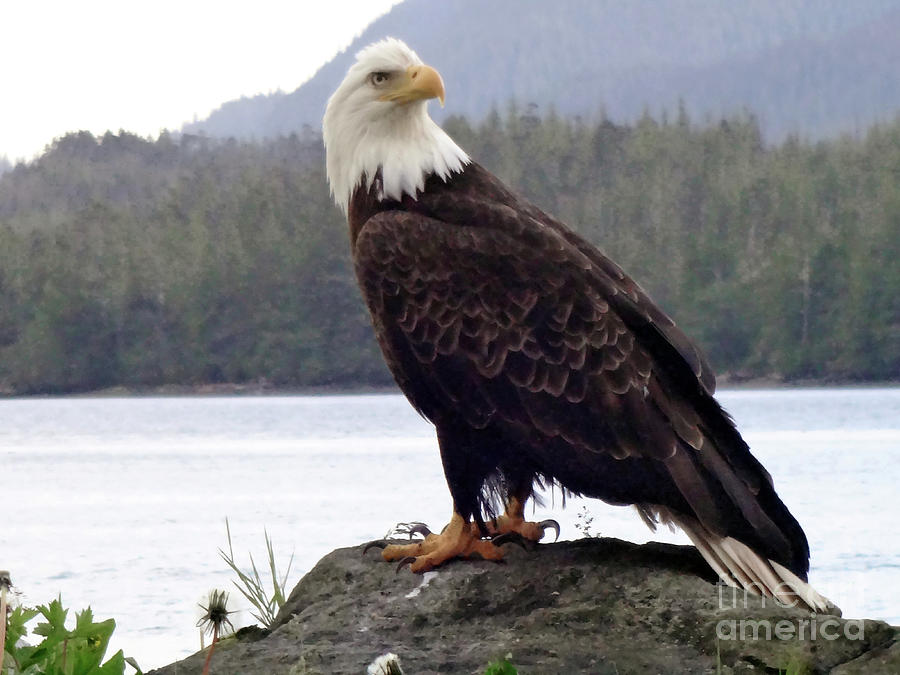 Eagle posing on rock Photograph by Steve Speights