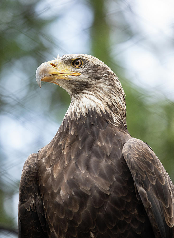 Eagle Profile Photograph by Bob Cournoyer