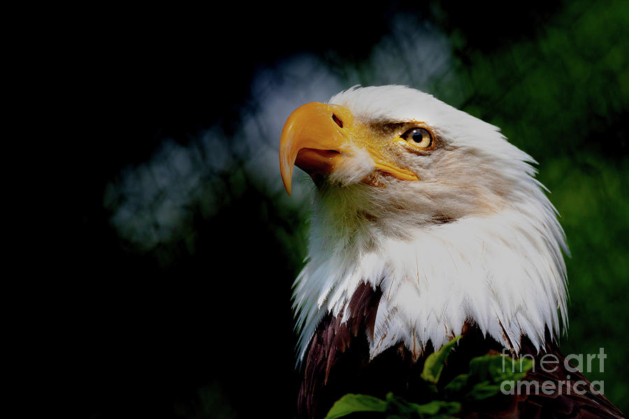 Eagle Profile Photograph by Tami Boelter