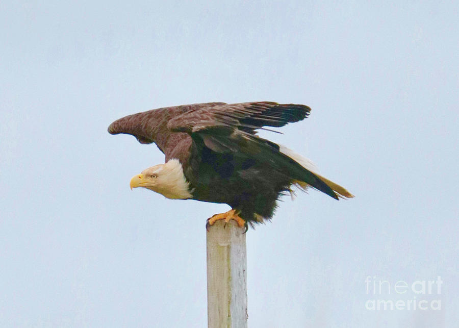 Eagle Ready for Flight Photograph by Carol Groenen