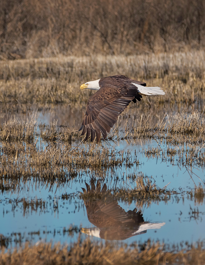 Eagle Reflected in the Marsh Photograph by Loree Johnson