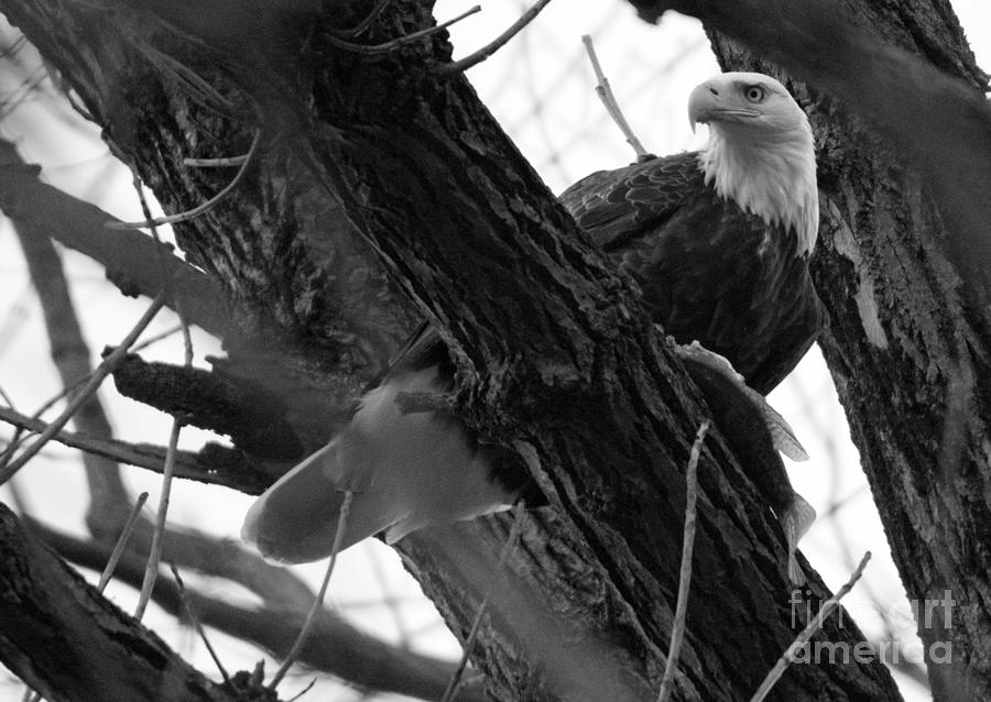 Eagle Resting After A Catch Black And White Photograph by Adam Jewell