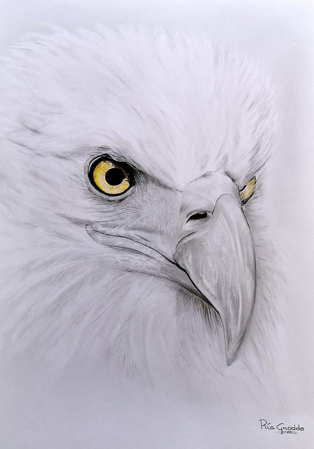 3D eagle sketch, drawing, artwork, eagle HD wallpaper | Wallpaper Flare