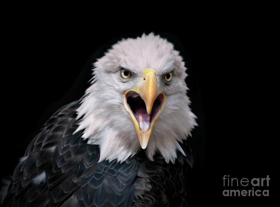 Eagle  Photograph by Savannah Gibbs