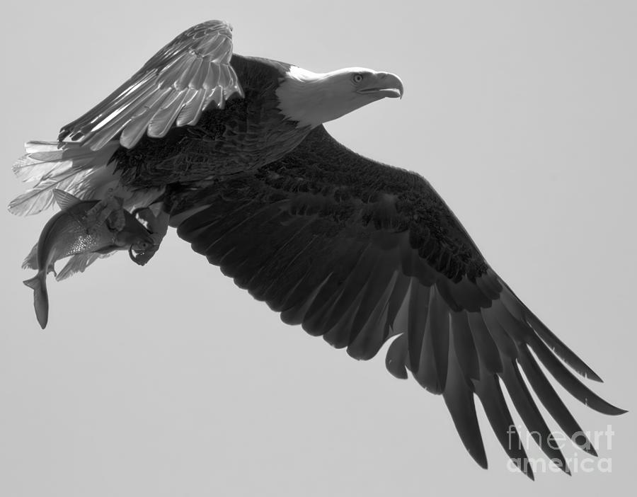 Eagle Showing Off A Fresh Catch Black And White Photograph by Adam Jewell