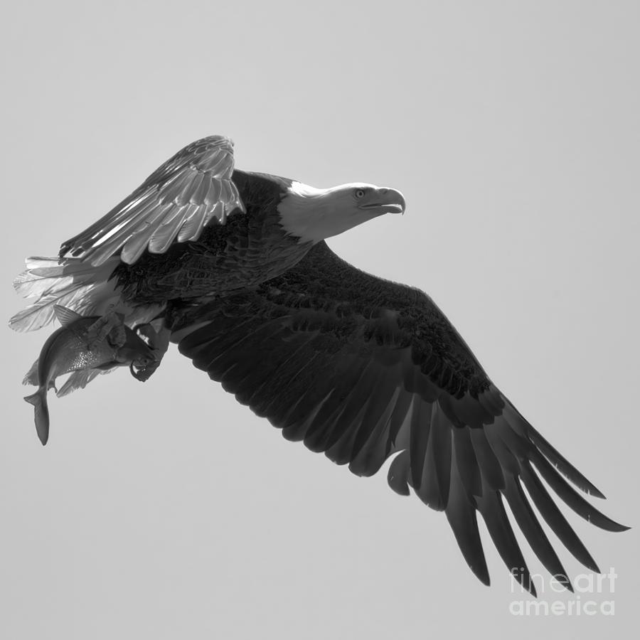 Eagle Showing Off A Fresh Catch Square Black And White Photograph by Adam Jewell