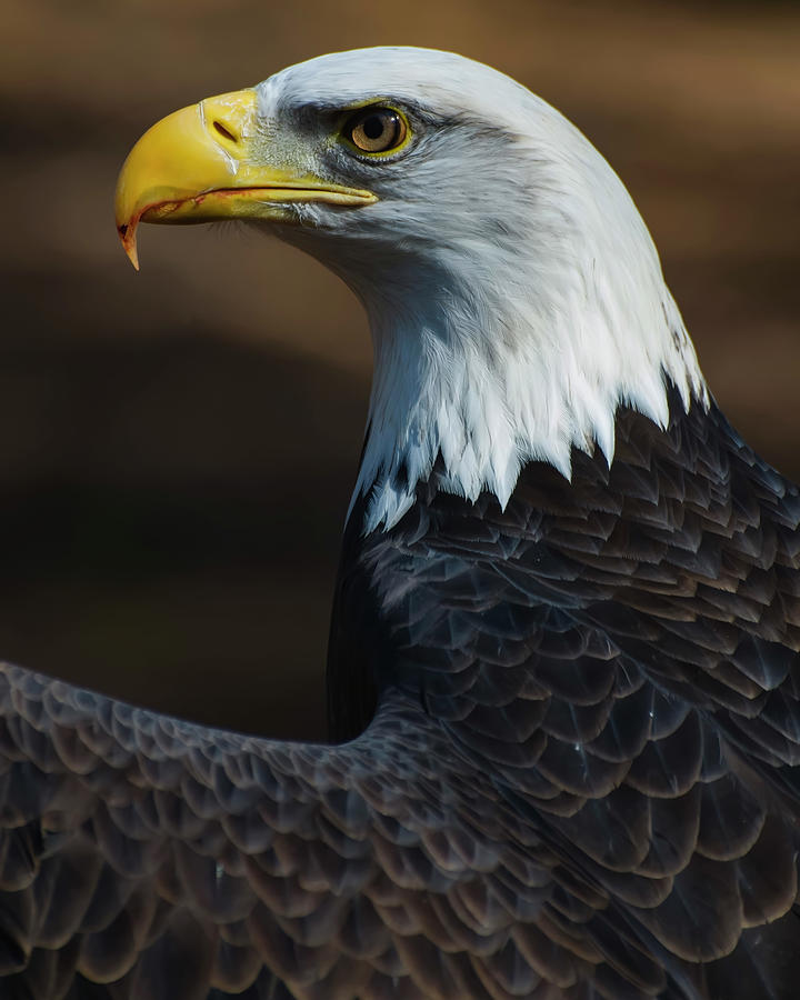 Bird Photograph - Eagle side view by Flees Photos