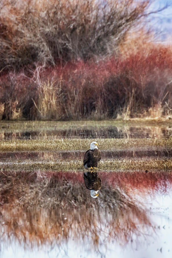 Eagle Sitting in a Flooded Field Photograph by Belinda Greb
