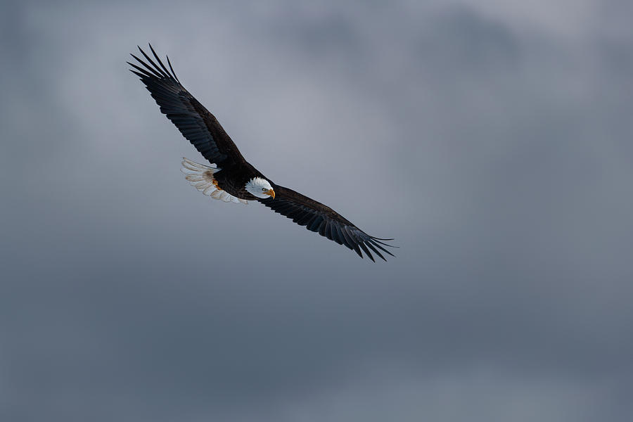 Eagle soaring in storm clouds Photograph by Murray Rudd | Fine Art America