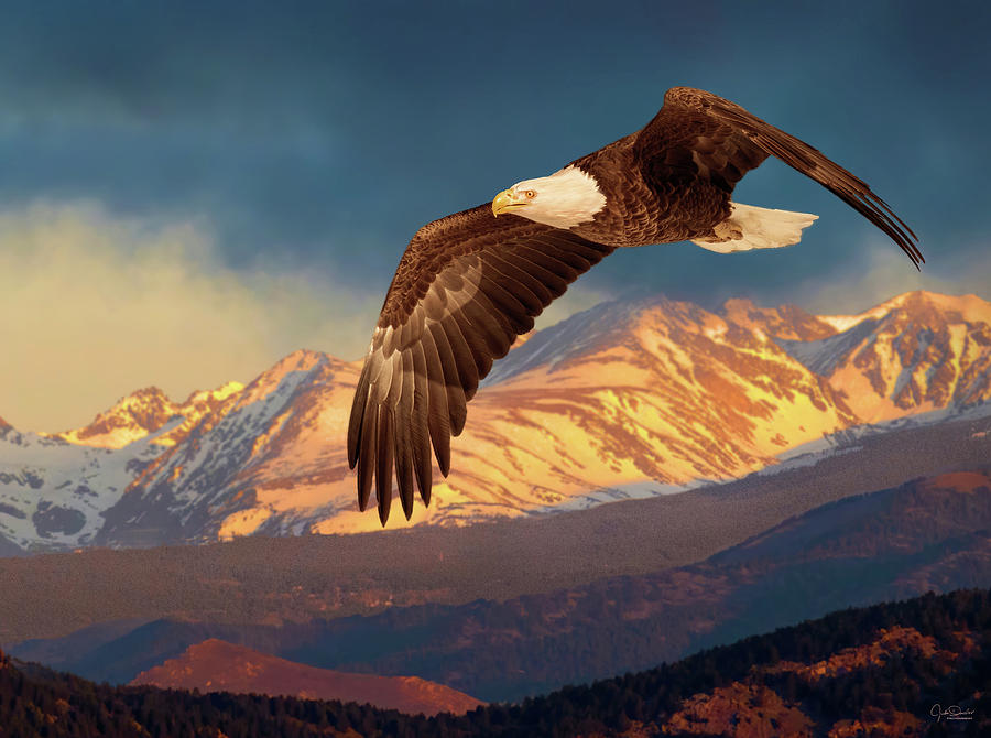 Eagle Soaring in the Rockies II Photograph by Judi Dressler
