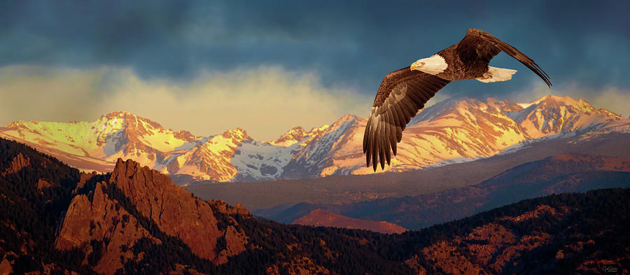 Eagle Soaring in the Rockies Photograph by Judi Dressler