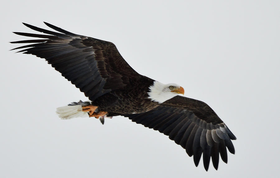 Eagle Soaring Photograph by Jeffrey PERKINS