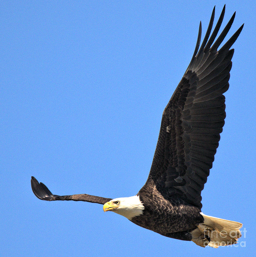 Eagle Soaring Over The Susquehanna River Photograph by Adam Jewell