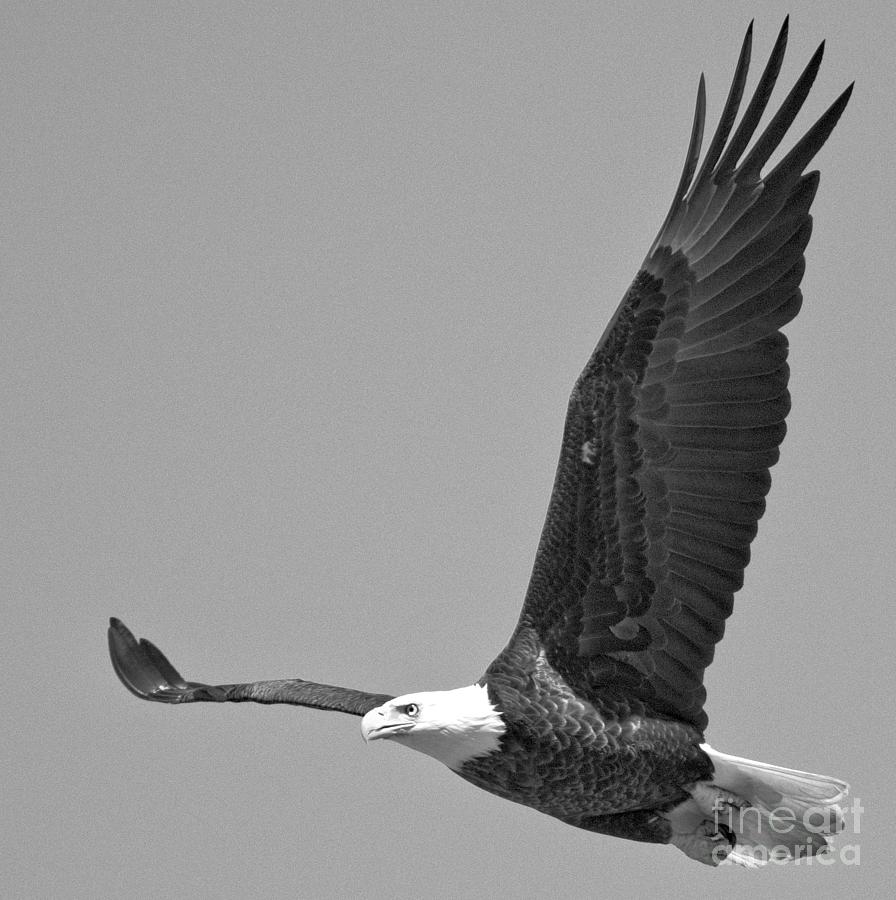 Eagle Soaring Over The Susquehanna River Black And White Photograph by Adam Jewell