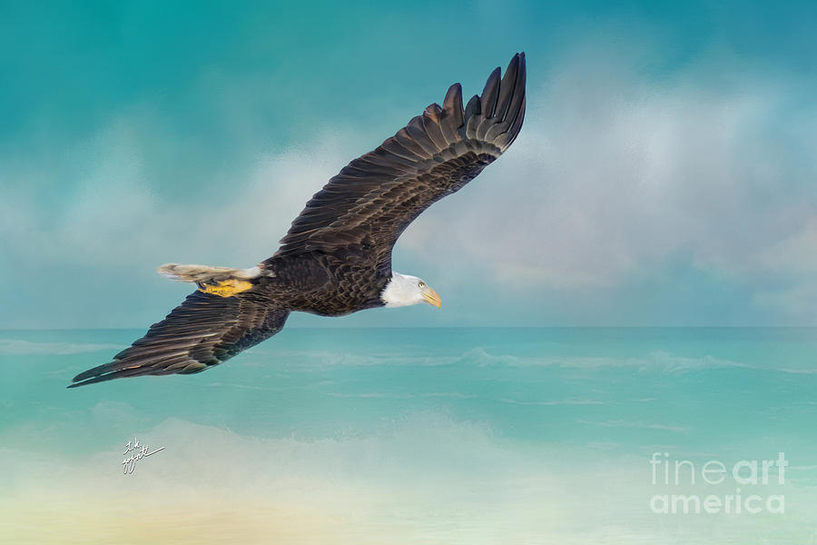 Eagle Soaring The Sky Photograph by TK Goforth