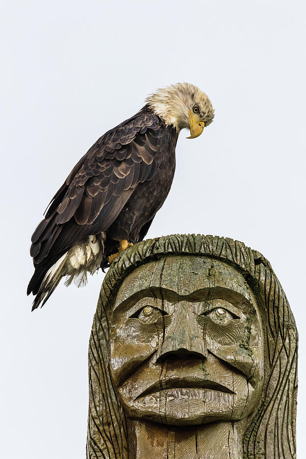 Eagle Spirit Photograph by Michelle Pennell
