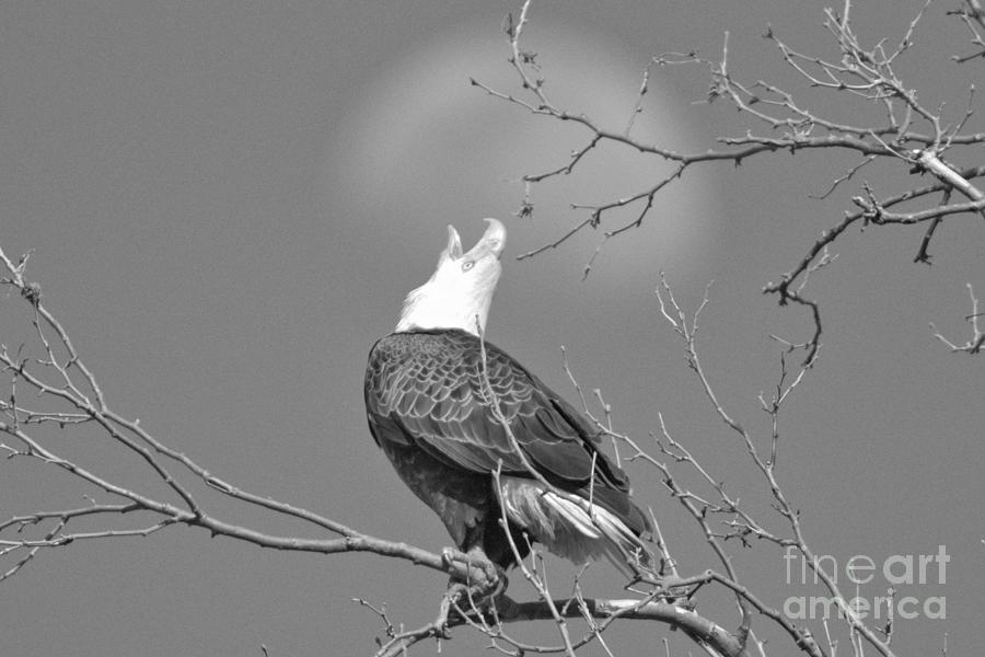 Eagle Squawking At The Moon Black And White Photograph by Adam Jewell