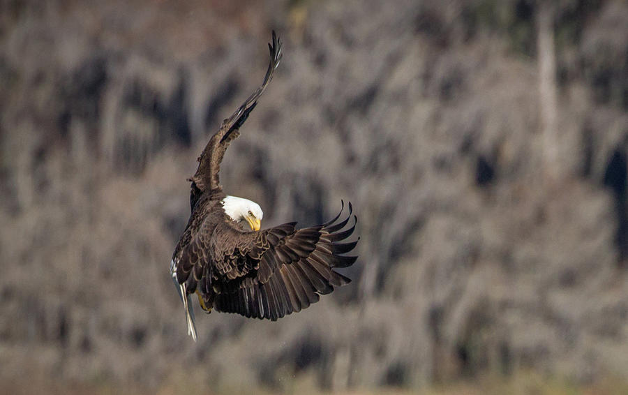 Eagle Stance Photograph by Dorothy Cunningham