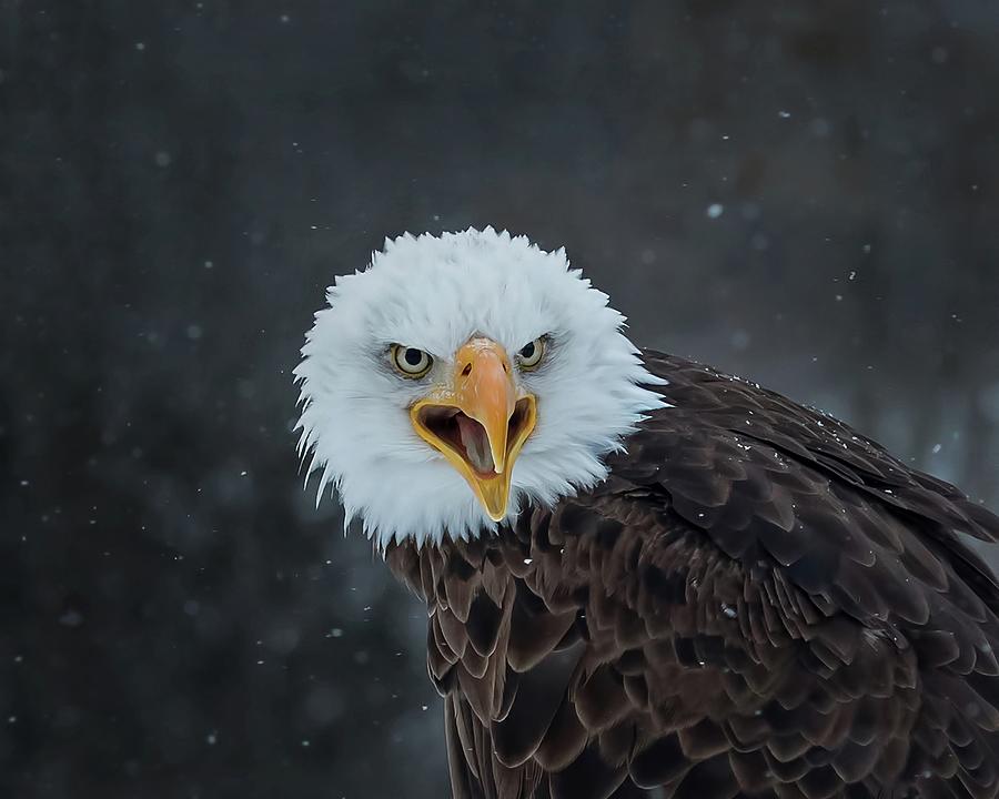 Eagle Stare Photograph by CR Courson