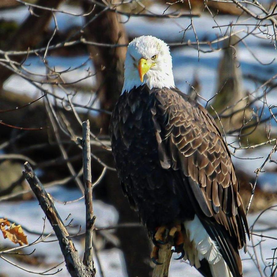 Eagle Stare Photograph by Dennis Becht