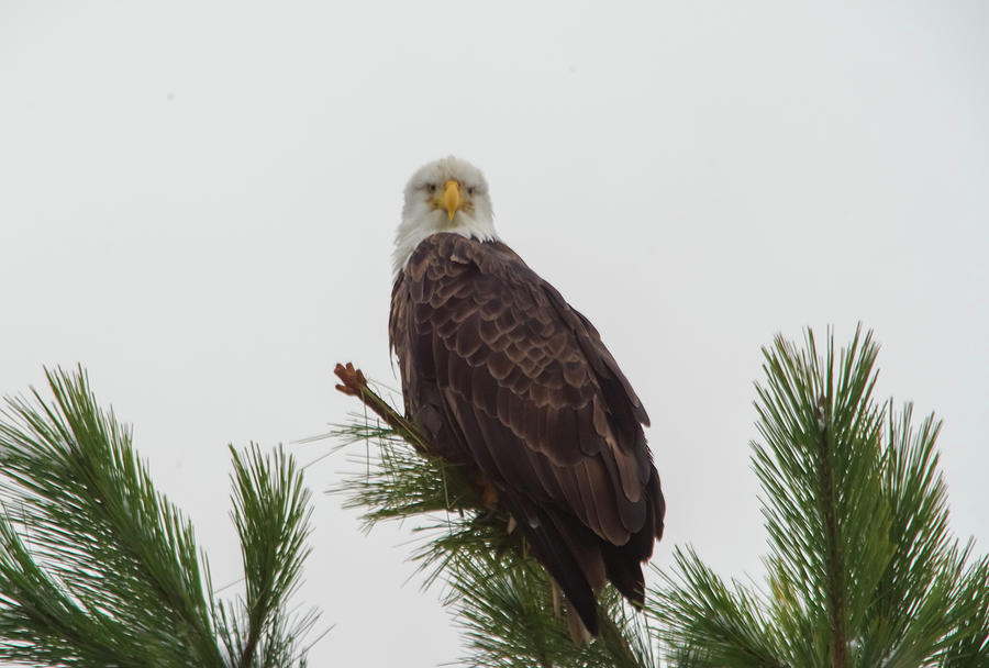 Eagle Stare Photograph