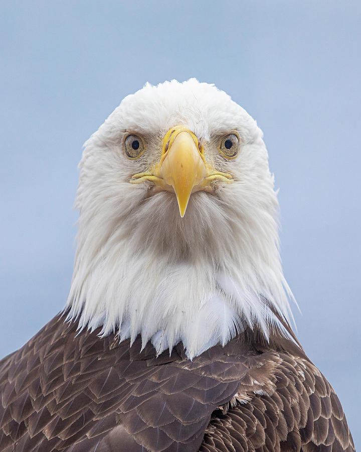 Eagle Stare Photograph by Michael Rauwolf
