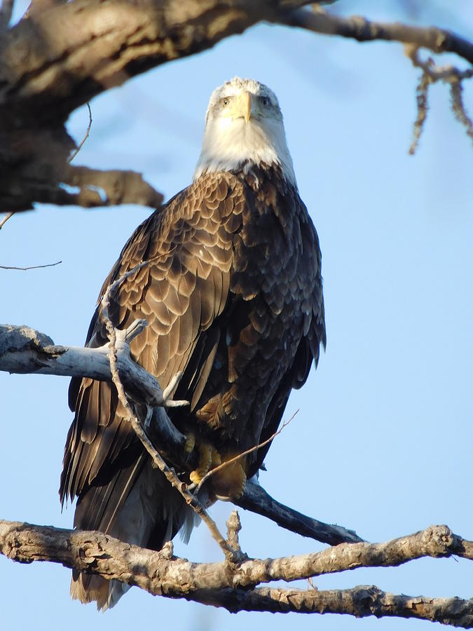 Eagle Stare Photograph by Todd Langton - Fine Art America