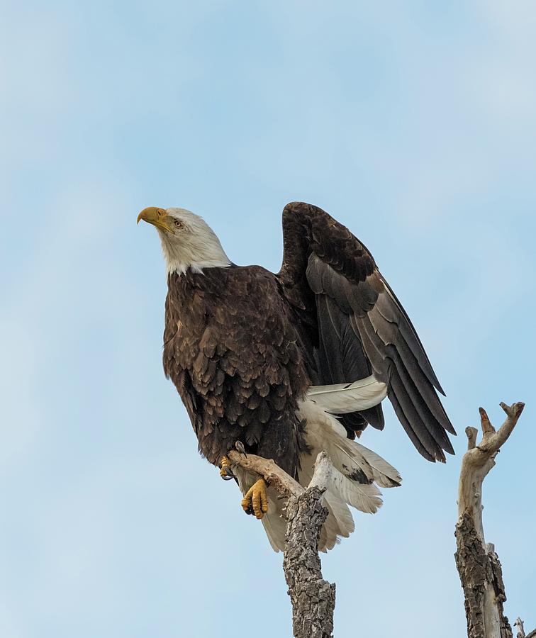 Eagle Stretch Photograph by Loree Johnson