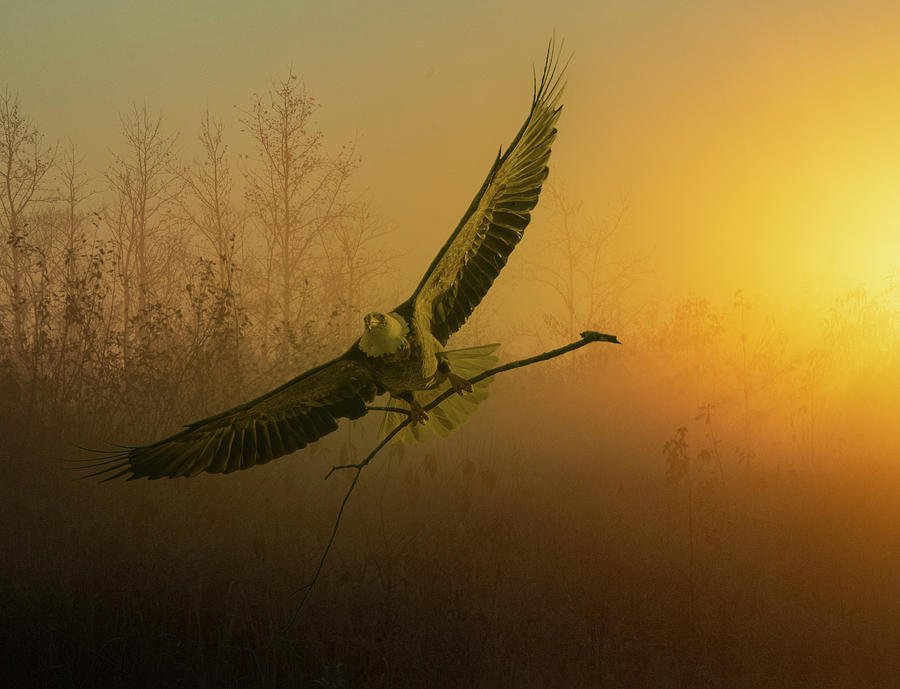Eagle Sunrise Photograph by Wade Aiken