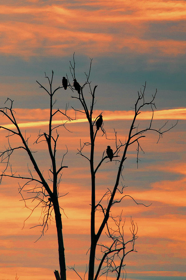 Eagle Sunset Photograph by Steve Stuller