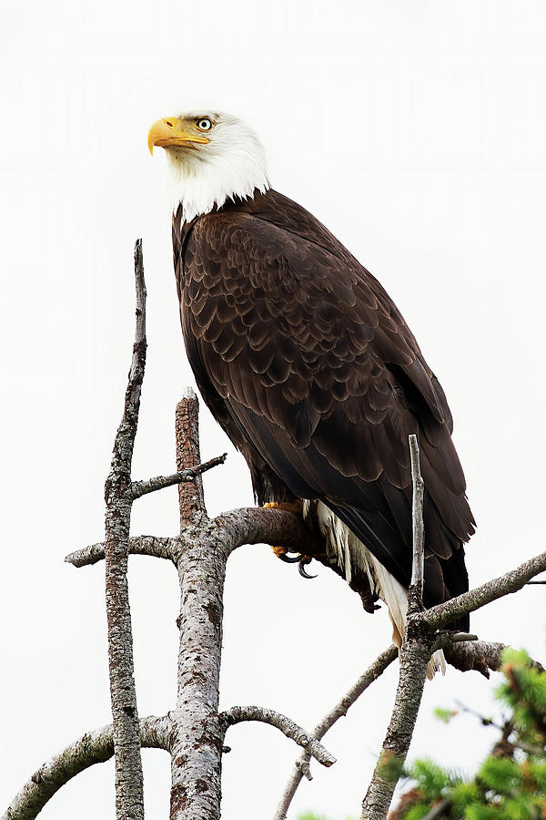 Eagle Surveying Its Domain Photograph by Peggy Collins