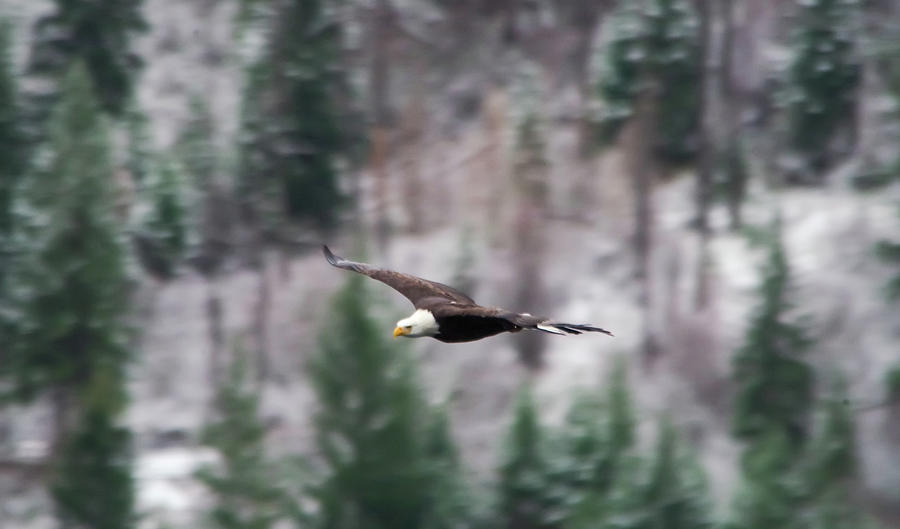 Eagle Swooning In The Cold Air Photograph