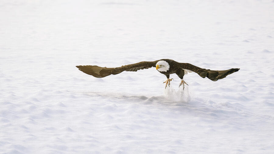 Eagle Photograph - Eagle Take Off Haines Alaska by Joan Carroll