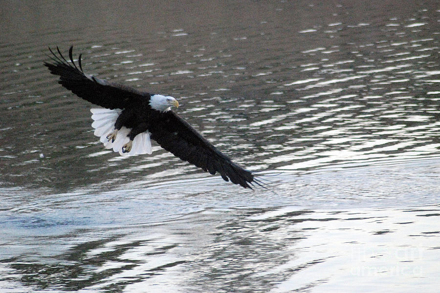 Eagle taken flight over Lake Nacimiento Photograph by Gary Russell