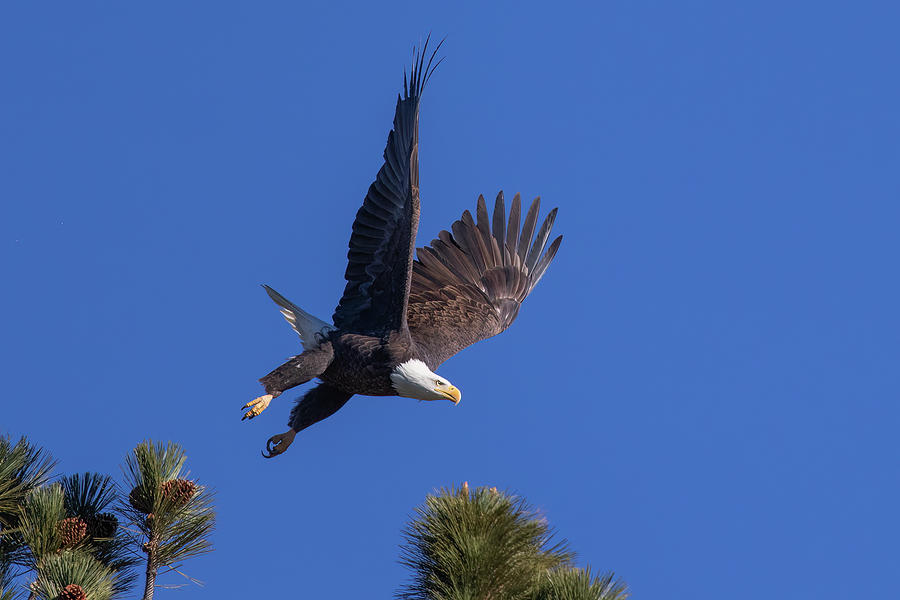 Eagle Takeoff 9 Photograph by Randy Robbins