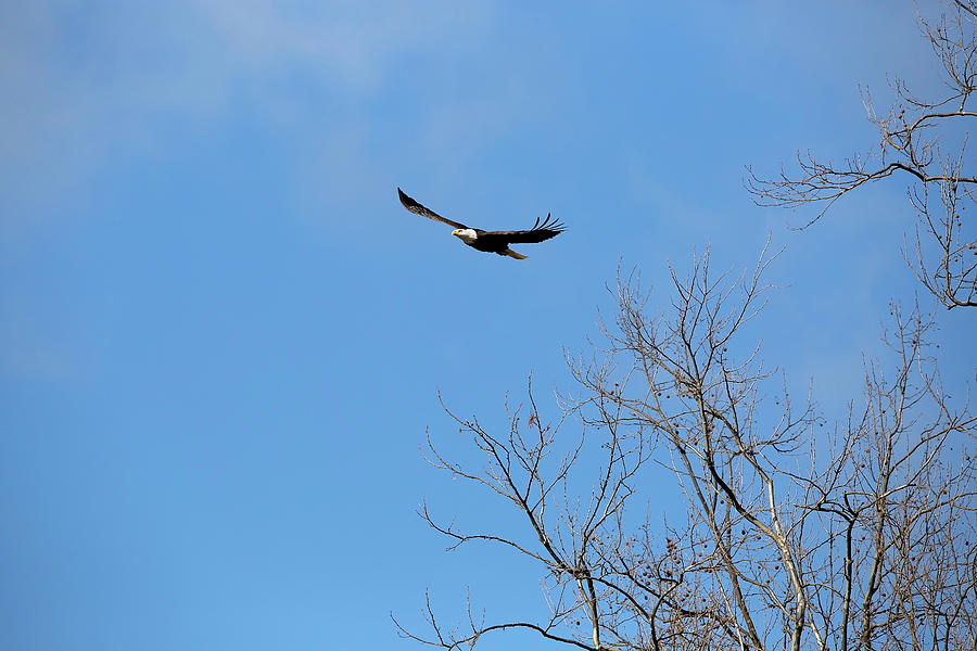 Eagle Takeoff Photograph by Deborah Penland