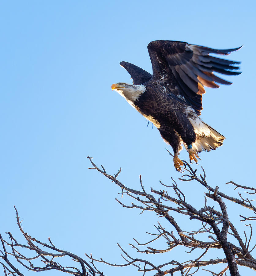 Eagle Taking Flight Photograph by Jim Wilce