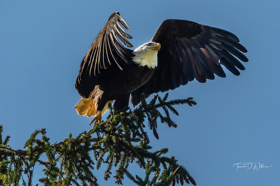 Eagle Taking Flight Photograph by Theresa D Williams