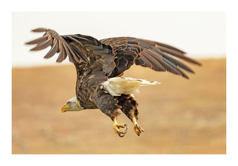 Eagle Taking Off Photograph by Dorothy Cunningham
